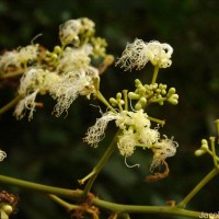 Archidendron bigeminum (L.) I.C.Nielsen